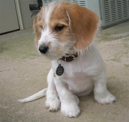 Beagle Terrier Mix Chihuahuadogs Beagle Mix