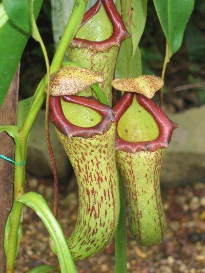 Indoor Pitcher Plant Care Tips On Growing Pitcher Plant As A