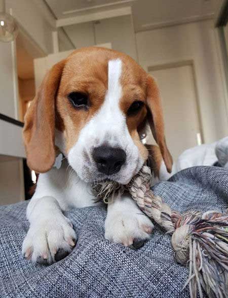 Fall In Beagle Love With These Cute Beagle Puppies And 10 Beagle