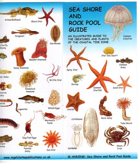 7 Best SEA ANIMALS LIST NAMES ideas | sea animals, animals, list of animals