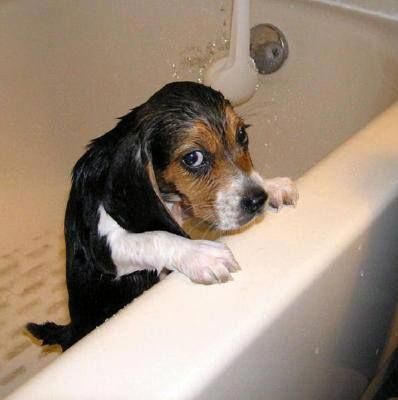 Beagle Breeder In Bedford Ia Beagle Puppy Puppies For Sale Puppies