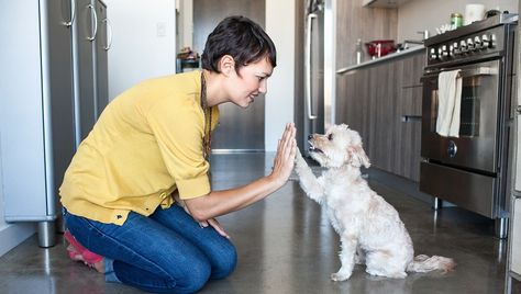 January Is National Train Your Dog Month Here S What You Need To