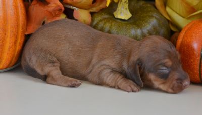Blue Dachshund Puppies For Sale Mississippi 601 590 2039