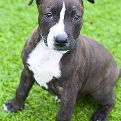 Pin On Adorable In Need
