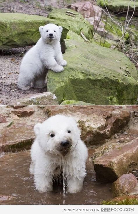 Meilleures Idees Sur Bebe Ours Polaire 3 Bebe Ours Polaires Ours Polaire Ours Meilleures Idees Sur Bebe Ours Polaire 3 Bebe Ours Polaires Ours Polaire Ours