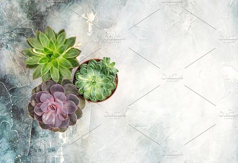 Succulent Digital Paper Succulent Patterns commercial Echeveria Succulent Paper Digital Background -Botanic Papers -Cactus Scrapbook