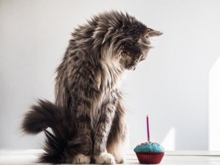 Pin On Pasteles Gato