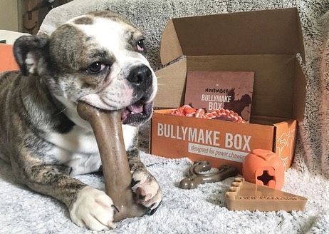 Stella S New Tough Toys She Loves Them