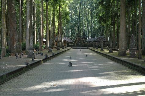 Tempat Wisata Sangeh Di Bali Adalah Tempat Wisata Hutan Tempat Wisata Sangeh Di Bali Adalah Tempat Wisata Hutan