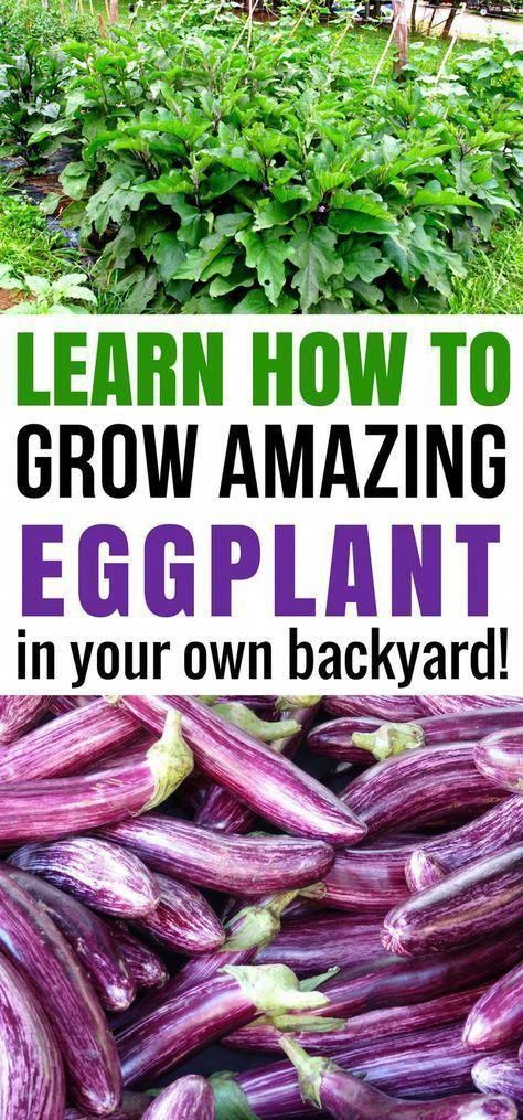 Vegetable Garden Ideas Philippines Vegetablegardenideas