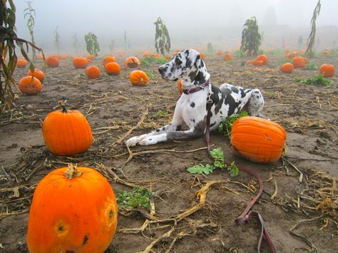 Lucy At Bizi Farms In Battle Ground Wa By Denise Marler On