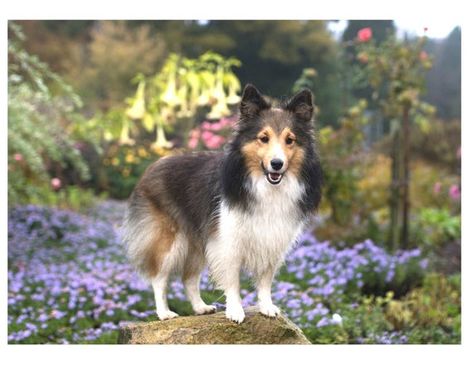 Sheltie Shetland Sheepdog Scene Sable Color On One 16 Inch Sheltie Shetland Sheepdog Scene