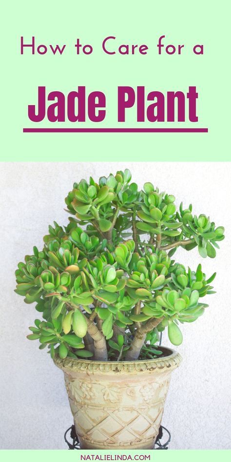 How To Prune A Jade Plant Jade Plants Jade Plant Care Jade Plant Pruning