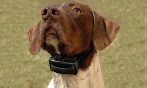 How Does A Shock Collar Work Shock Collars Are A Type Of Aversive