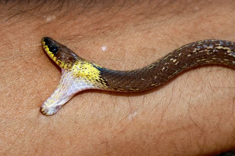 Snake Bites Symptoms And Associated Risk Factors Snake Bites