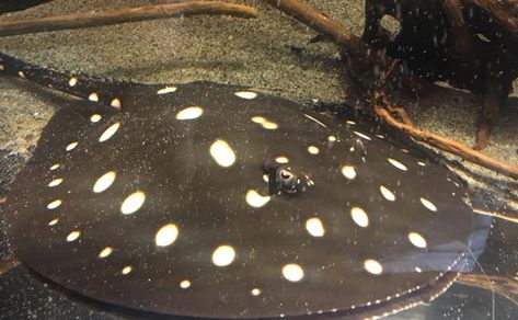43 Stingrays Ideas Stingray Freshwater Fish Stingray Fish 43 Stingrays Ideas Stingray Freshwater Fish Stingray Fish