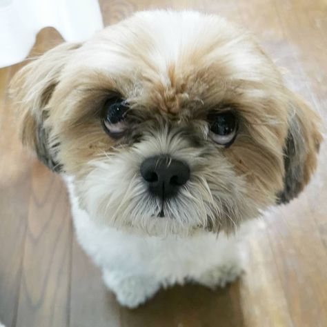 ぽんず かぼす On Instagram おはたぬきー おはたぬきー かぼす副店長 シーズー わんこ 犬 たぬき たぬき顔 いぬすたぐらむ いぬ いぬのいる暮らし いぬ部 いぬバカ部 上目遣い ドアップ どあっぷ はなぺちゃ 鼻ぺちゃ 鼻ぺちゃ犬 Dogs Animals ぽんず かぼす On Instagram おはたぬきー おはたぬきー かぼす副店長 シーズー わんこ 犬 たぬき たぬき顔 いぬすたぐらむ いぬ いぬのいる暮らし いぬ部 いぬバカ部 上目遣い ドアップ どあっぷ はなぺちゃ 鼻ぺちゃ 鼻ぺちゃ犬 Dogs Animals