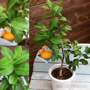 トゲなしレモン 6号鉢植え 接ぎ木苗 鉢植え レモンの木 接ぎ木 トゲなしレモン 6号鉢植え 接ぎ木苗 鉢植え レモンの木 接ぎ木