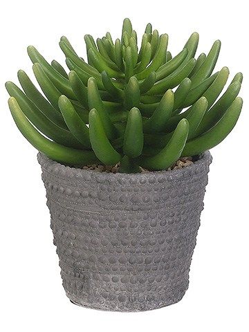 9 Aeonium In Cement Pot Faux Trees N Shrubs Foliage Plants Cement Planters Potted Trees