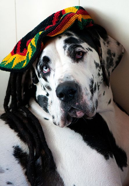 Rasta Django By Supervliegzus On Flickr This Looks Alot Like