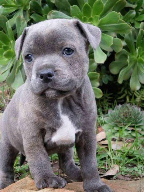 Pit bull puppy #pitbullpuppies Very cute dogs, Cute dogs, Cute baby animals