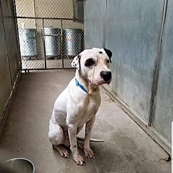 New York Ny Great Dane Meet Kane A Pet For Adoption Pet