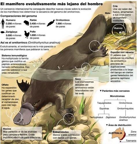 Infografía Del Ornitorrinco Ornithorhynchus Anatinus Infografia De Animales Informacion De Animales Ornitorrinco