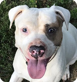 Pin On Pit Bull Pics