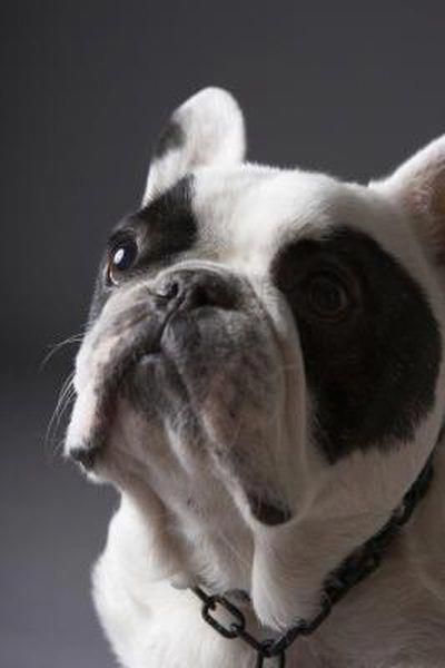 Learn Even More Details On Frenchies Visit Our Website