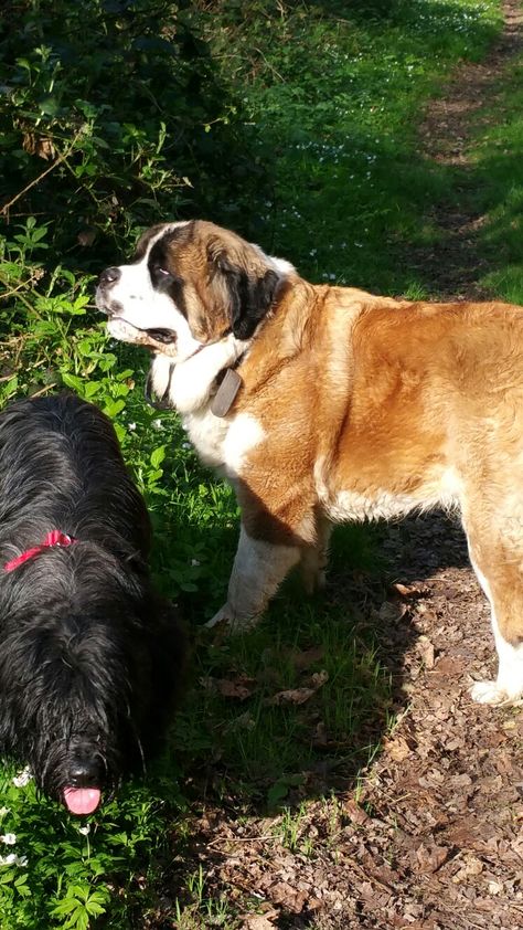 Pin By Stephanie Lowe On St Bernard And Briard Stephanie Lowe On St Bernard And Briard
