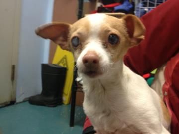 Pin By Greenhill Humane On Adopted Greenhill Grads And Lost Dogs