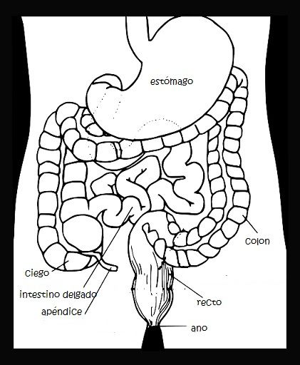 enzimas digestivas naturales para niños enzimas digestivas naturales para niños