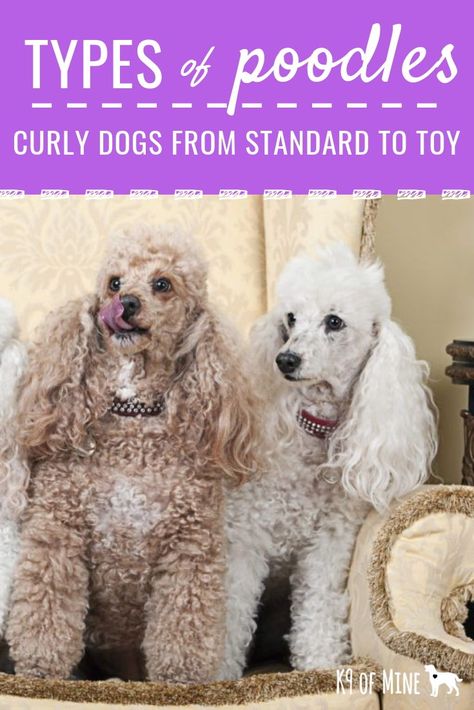 5 Types Of Poodles All Kinds Of Fluffy Sizes Shapes And Colors