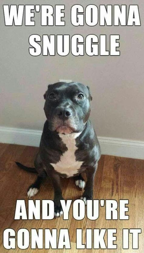 Here You Will Find Cute Pitbull Pics Pitbull Rescue Pitbull