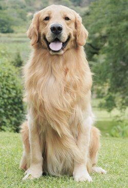 Golden Retriever Why Are They The Perfect Pets Female Golden
