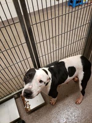 Louisburg Nc English Bulldog Meet Maleigah A Pet For Adoption
