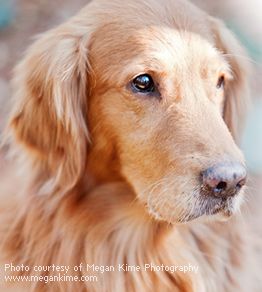 What To Do If Your Dog Is Attacked By Fire Ants Dog Steps Dogs Golden Retriever Rescue