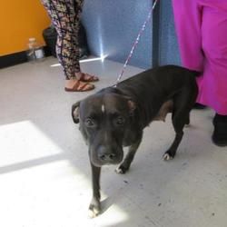 Citrus County Animal Services In Inverness Florida In 2020