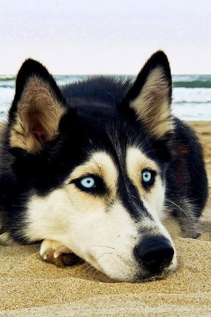 5 Interesting Facts About Siberian Huskies The Pet S Planet