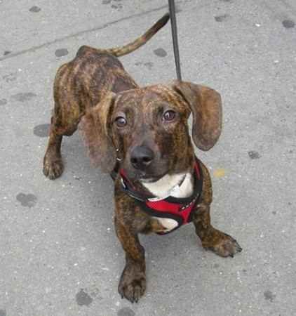 34 Unreal Dachshund Cross Breeds You Have To See To Believe With