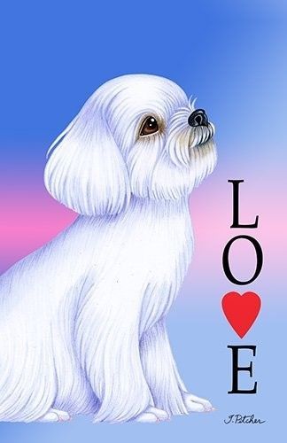 Maltese Best Of Breed Love Design House Fla Maltese Best Of