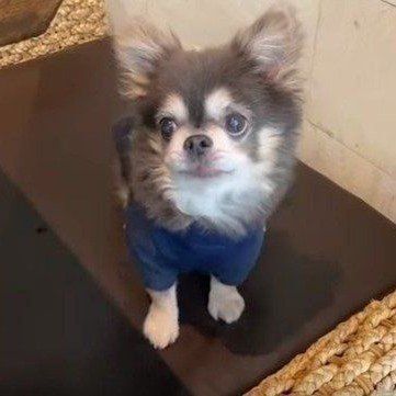 仲良く旅行へ 飼い主さんと旅を満喫するチワワ いぬのきもちweb Magazine チワワ 犬 画像 いぬ