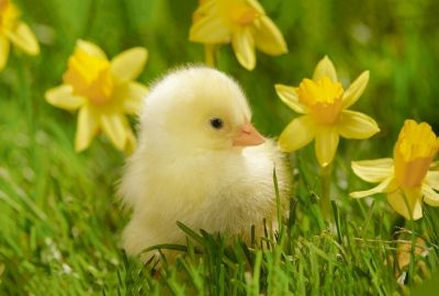 Chick Chick