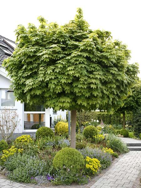 Hausbäume für kleine Gärten Gardens, Garten and Garden ideas - baume fur den vorgarten Hausbäume für kleine Gärten Gardens, Garten and Garden ideas - baume fur den vorgarten