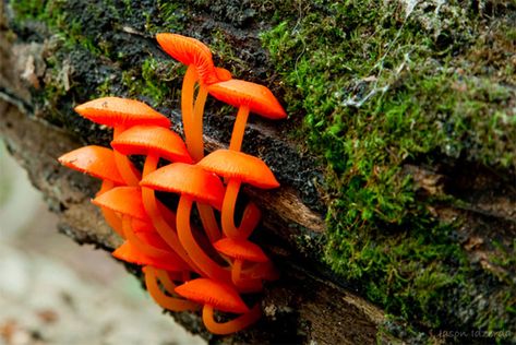 990 Mushroom キノコ のアイデア 46 件 キノコ 菌類 きのこ狩り 990 Mushroom キノコ のアイデア 46 件 キノコ 菌類 きのこ狩り