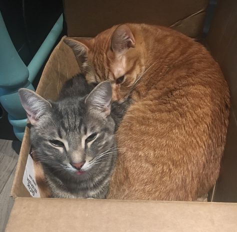 displeased with the new second cat loaf catloaf pinterest cat displeased with the new second cat loaf catloaf pinterest cat