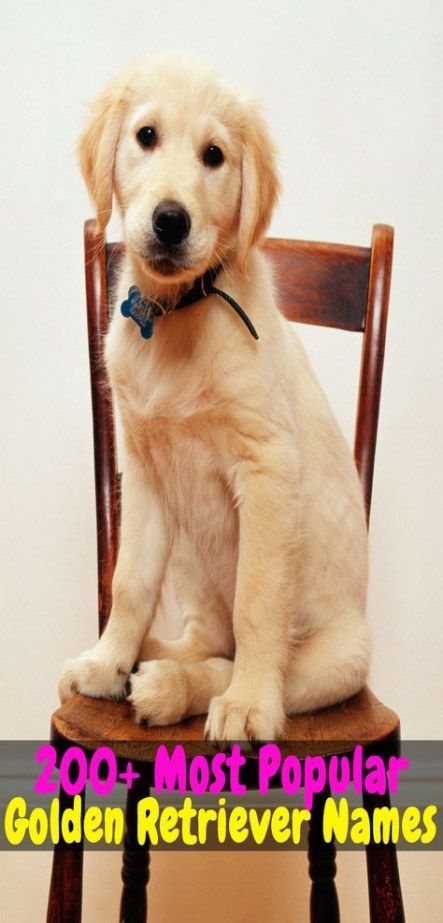 Dogs Names Boy Ideas 57 Ideas For 2019 Best Dog Names Golden Retriever Names Dog Names