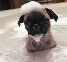 This Little Pug Puppy Is Ever So Stoic About His Bath Pug