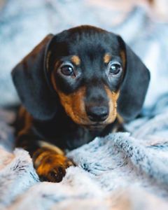 Miniature Dachshunds Dachshund Puppy Miniature Daschund Puppies