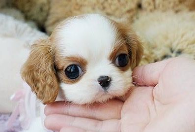 King charles puppy deals